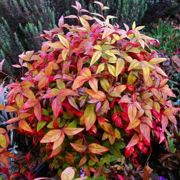 Nandina domestica - celeste bamboo, divine bamboo, sacred bamboo