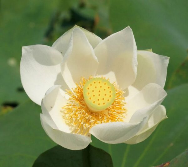 Nelumbo nucifera 'White' / Nelumbium speciosum / Nelumbo komarovii / Nymphaea nelumbo - Indian Lotus, Sacred Lotus, Lotus