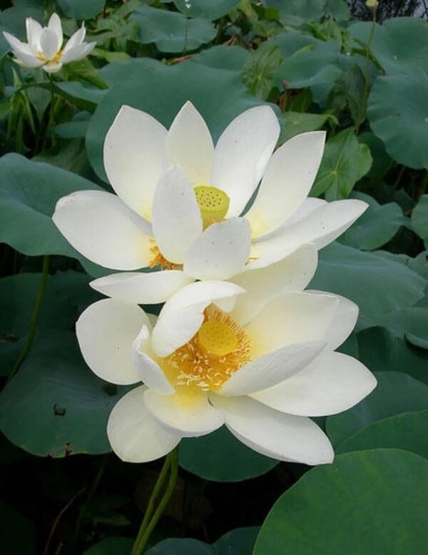 Nelumbo nucifera 'White' / Nelumbium speciosum / Nelumbo komarovii / Nymphaea nelumbo - Indian Lotus, Sacred Lotus, Lotus - Image 2