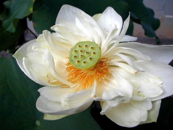 Nelumbo nucifera 'White' / Nelumbium speciosum / Nelumbo komarovii / Nymphaea nelumbo - Indian Lotus, Sacred Lotus, Lotus - Image 3
