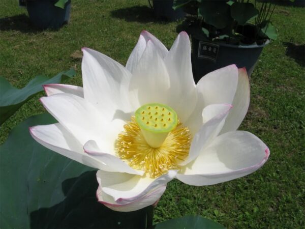 Nelumbo nucifera 'White' / Nelumbium speciosum / Nelumbo komarovii / Nymphaea nelumbo - Indian Lotus, Sacred Lotus, Lotus - Image 4