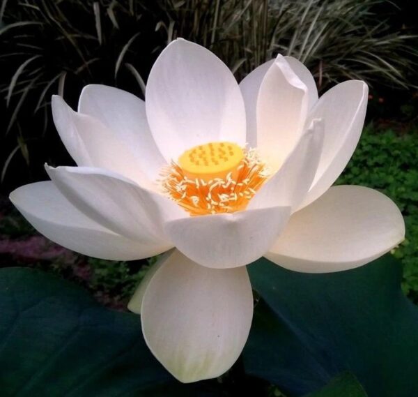 Nelumbo nucifera 'White' / Nelumbium speciosum / Nelumbo komarovii / Nymphaea nelumbo - Indian Lotus, Sacred Lotus, Lotus - Image 5
