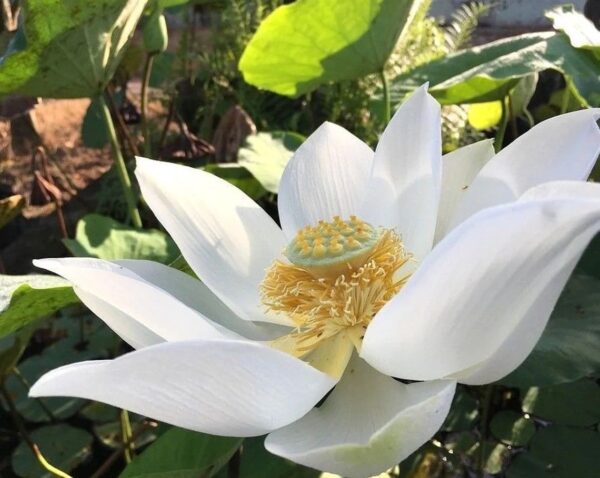 Nelumbo nucifera 'White' / Nelumbium speciosum / Nelumbo komarovii / Nymphaea nelumbo - Indian Lotus, Sacred Lotus, Lotus - Image 6