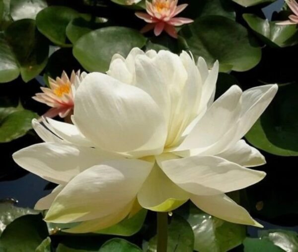 Nelumbo nucifera 'White' / Nelumbium speciosum / Nelumbo komarovii / Nymphaea nelumbo - Indian Lotus, Sacred Lotus, Lotus - Image 7