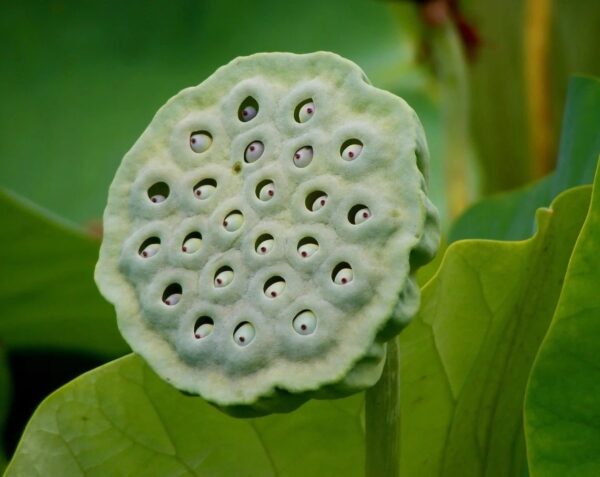 Nelumbo nucifera 'White' / Nelumbium speciosum / Nelumbo komarovii / Nymphaea nelumbo - Indian Lotus, Sacred Lotus, Lotus - Image 8