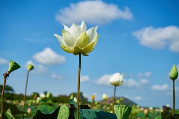 Nelumbo nucifera 'White' / Nelumbium speciosum / Nelumbo komarovii / Nymphaea nelumbo - Indian Lotus, Sacred Lotus, Lotus - Image 9