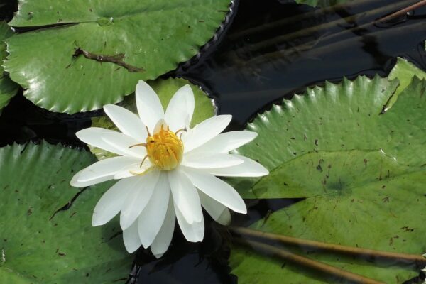 Nymphaea pubescens var. white - Hairy Water Lily - Image 4
