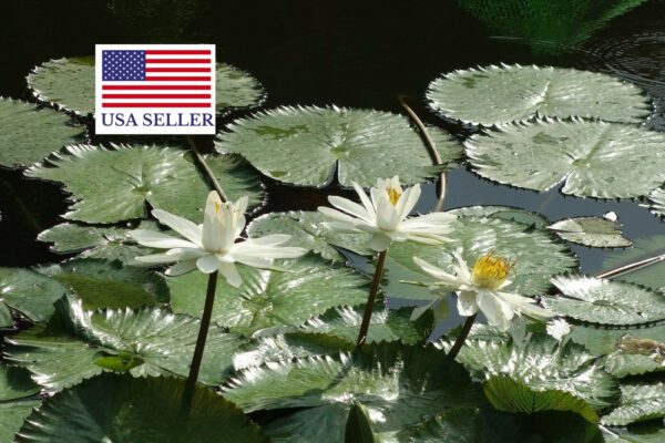 Nymphaea pubescens var. white - Hairy Water Lily - Image 6