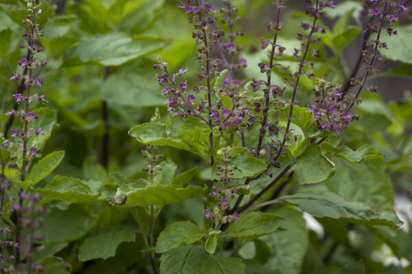 Ocimum tenuiflorum 'Green Leaf' / Ocimum sanctum / Geniosporum tenuiflorum - Ayurvedic Herb, Basil Holy Green, Heiliges Basilikum, Holy Basil, Kaprao, Kha Prao, Ling Ling Xiang, Rama Tulsi, Riha, Sri Tulsi, Tulasi, Tulsi - Image 4