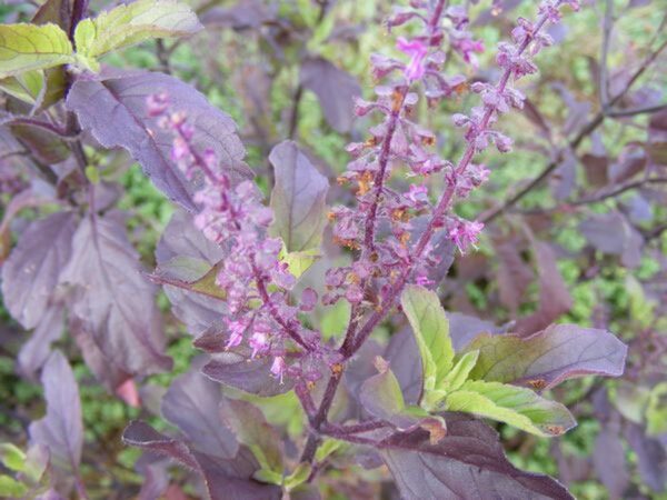 Ocimum tenuiflorum 'Purple Leaf' / Ocimum sanctum / Geniosporum tenuiflorum - Ayurvedic Herb, Basil Holy Green, Heiliges Basilikum, Holy Basil, Kaprao, Kha Prao, Ling Ling Xiang, Rama Tulsi, Riha, Sri Tulsi, Tulasi, Tulsi