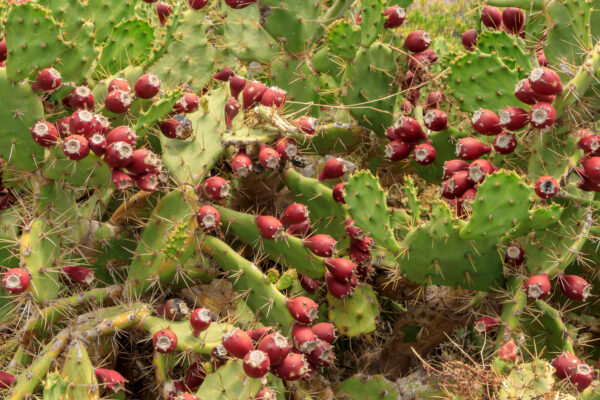 Opuntia dillenii / Opuntia stricta / Cactus dillenii - Opuntia Prickly Cactus, Dillen Prickly Pear, Sweet Prickly Pear, Eltham Indian Fig