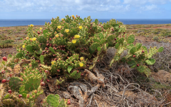 Opuntia dillenii / Opuntia stricta / Cactus dillenii - Opuntia Prickly Cactus, Dillen Prickly Pear, Sweet Prickly Pear, Eltham Indian Fig - Image 2