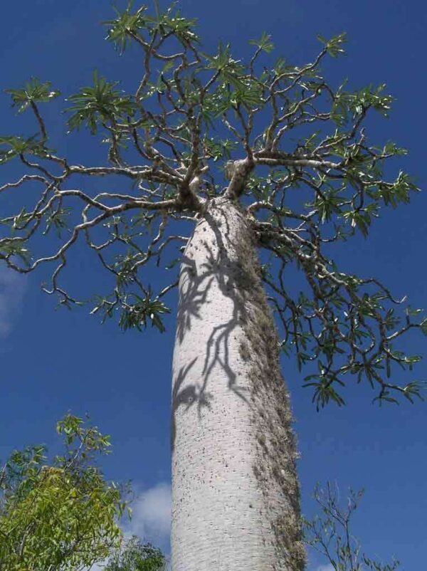 Pachypodium mikea - Pachypodium palm