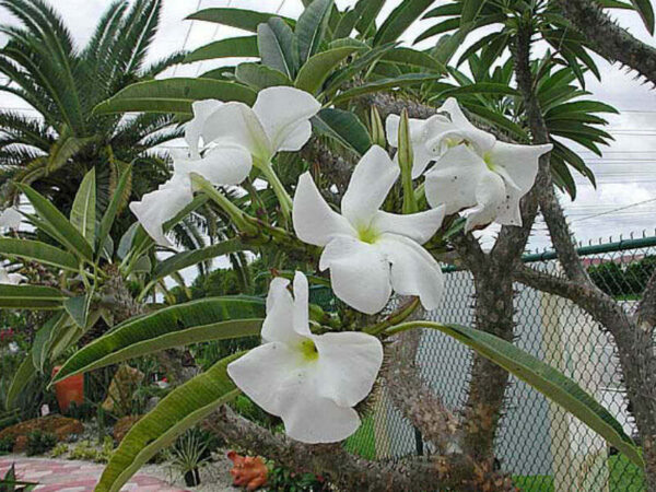 Pachypodium rutenbergianum var. rutenbergianum - Madagascar Palm Tree - Image 2