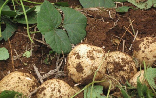 Pachyrhizus erosus - Jícama, Mexican yam bean, Mexican turnip - Image 2