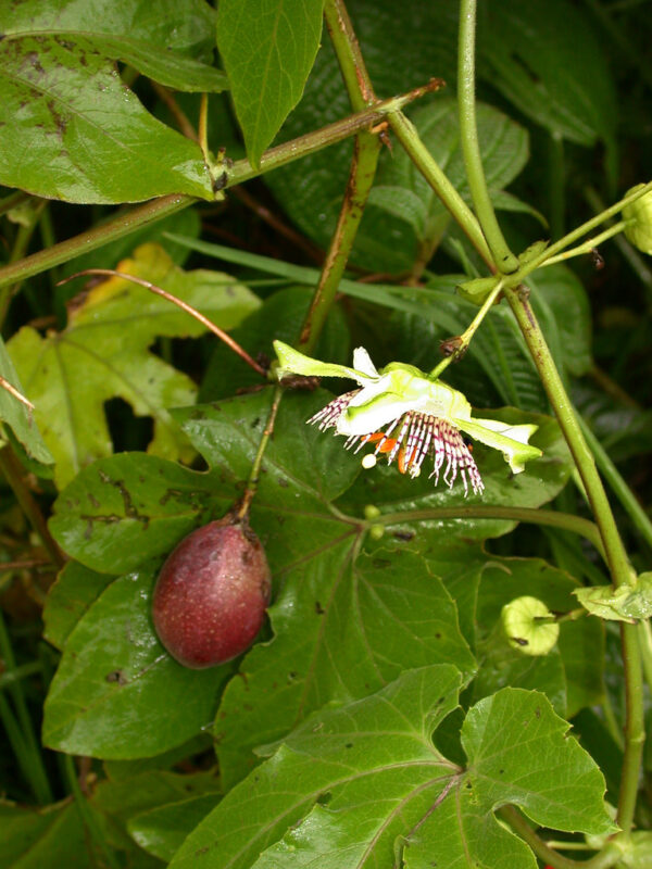 Passiflora adenopoda / Passiflora acerifolia - Velcro Passion Flower Maracuja - Image 3