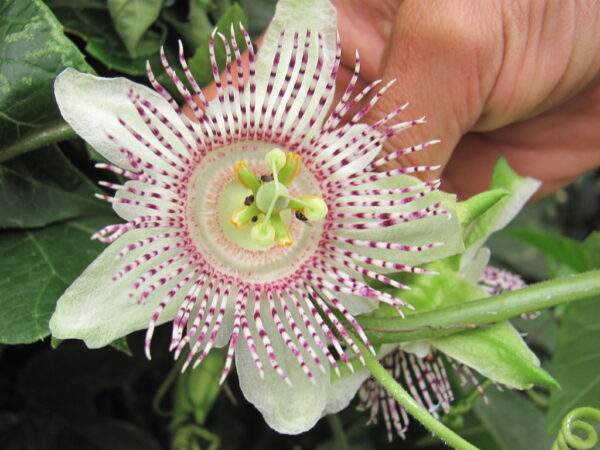 Passiflora adenopoda / Passiflora acerifolia - Velcro Passion Flower Maracuja - Image 4