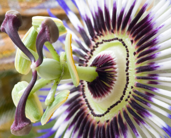 Passiflora caerulea - Blue Passion Fruit Maracuja - Image 4