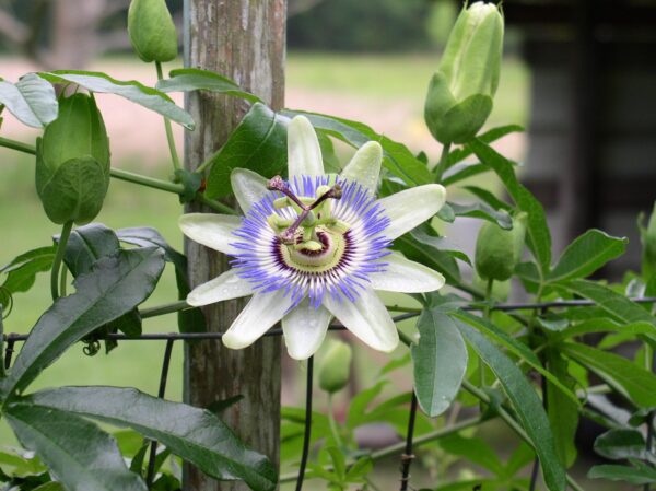 Passiflora caerulea - Blue Passion Fruit Maracuja - Image 5