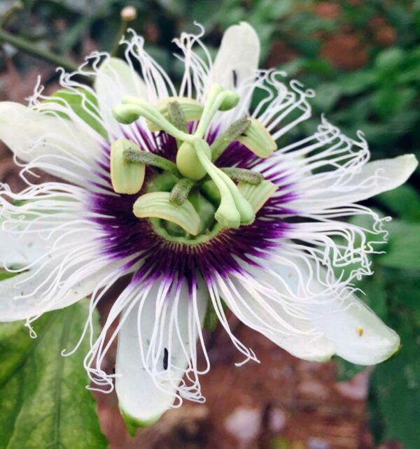 Passiflora edulis f. flavicarpa - Caramel Passion Fruit Maracuja, Sweet Giant Passion Fruit, Passion Fruit Lilikoi