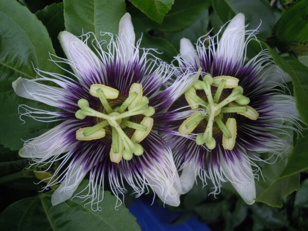 Passiflora edulis f. flavicarpa - Caramel Passion Fruit Maracuja, Sweet Giant Passion Fruit, Passion Fruit Lilikoi - Image 8