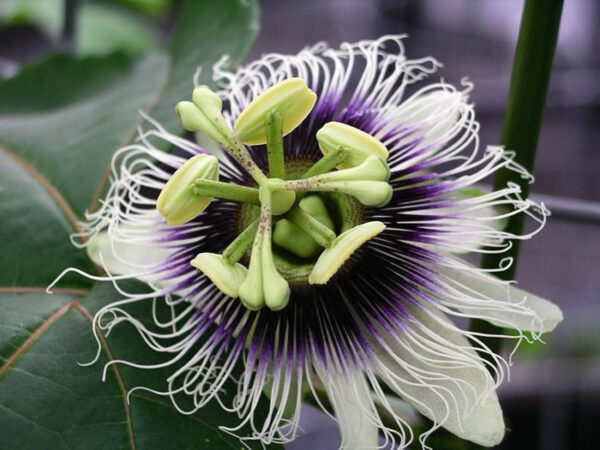 Passiflora edulis f. flavicarpa - Caramel Passion Fruit Maracuja, Sweet Giant Passion Fruit, Passion Fruit Lilikoi - Image 9