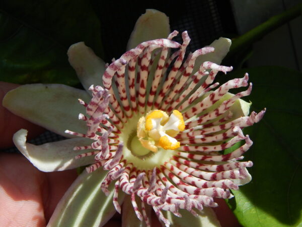 Passiflora nigradenia - Passionflower Maracuja - Image 2