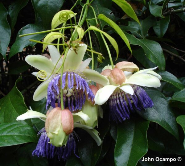 Passiflora popenovii - Perfect Passionfruit, Passionflower Maracuja