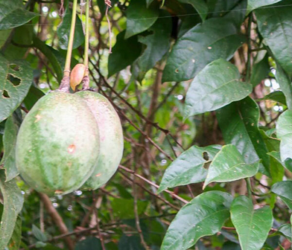 Passiflora popenovii - Perfect Passionfruit, Passionflower Maracuja - Image 3
