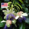 Passiflora popenovii - Perfect Passionfruit, Passionflower Maracuja - Image 4