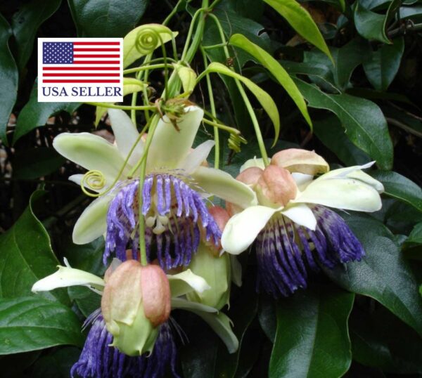Passiflora popenovii - Perfect Passionfruit, Passionflower Maracuja - Image 4