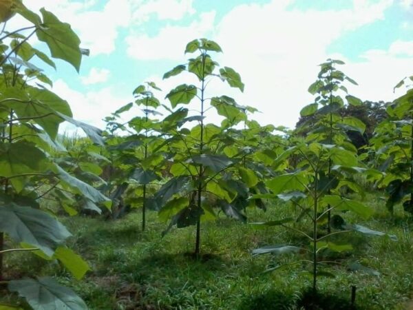 Paulownia elongata - Pink Empress Tree - Image 6