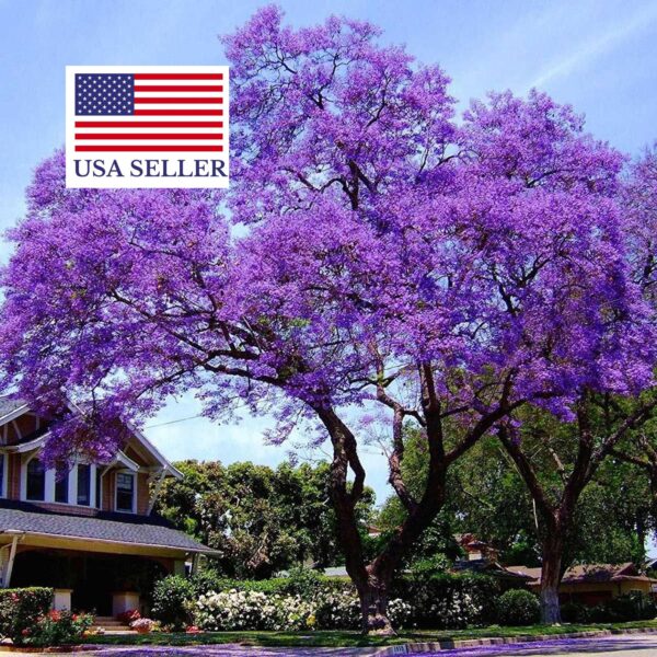 Paulownia elongata - Pink Empress Tree - Image 12