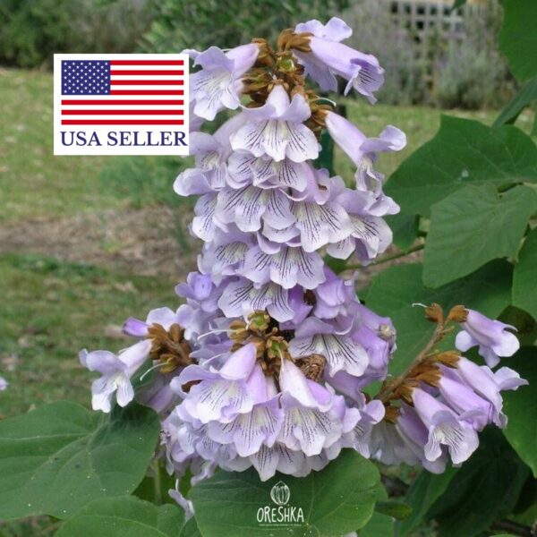 Paulownia fortunei - Fortunes Empress Tree, Sapphire Tree - Image 10