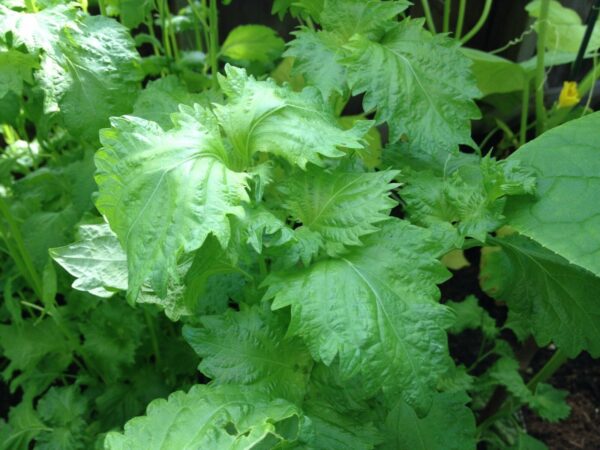 Perilla frutescens - Korean Perilla