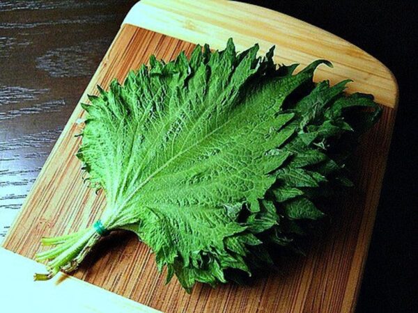 Perilla frutescens - Korean Perilla - Image 2