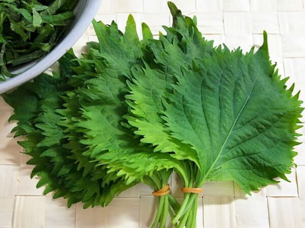 Perilla frutescens - Korean Perilla - Image 3