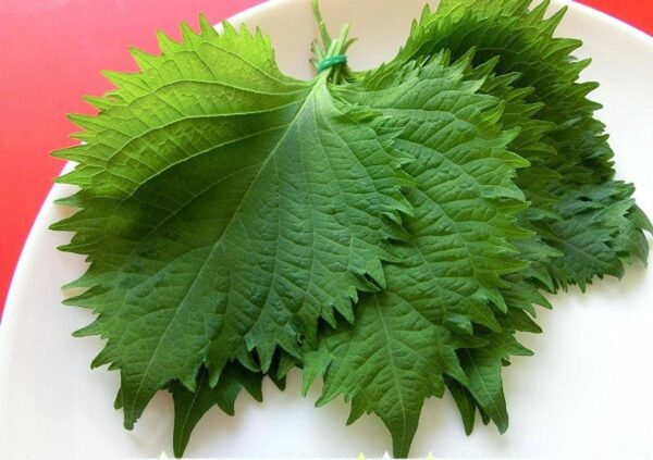 Perilla frutescens - Korean Perilla - Image 4