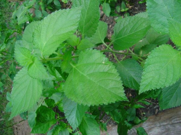 Perilla frutescens - Korean Perilla - Image 6