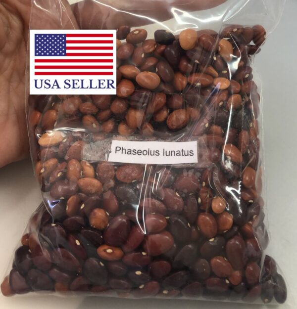Phaseolus lunatus - Lima bean, Butter bean, Sieva bean, Double bean, Madagascar bean - Image 3