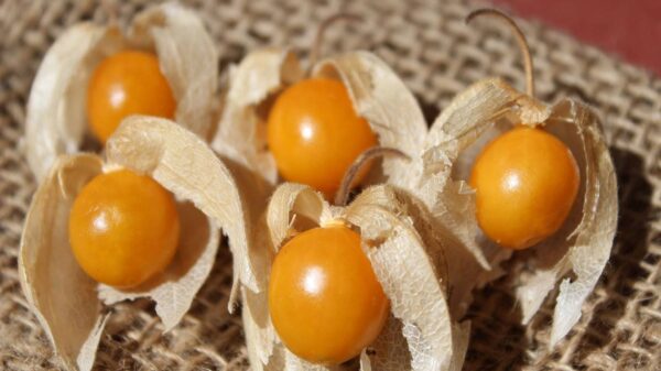 Physalis peruviana 'Colombia Select' - Inca Berry - Image 2