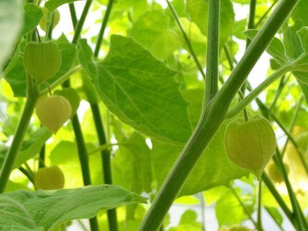 Physalis peruviana 'Colombia Select' - Inca Berry - Image 3