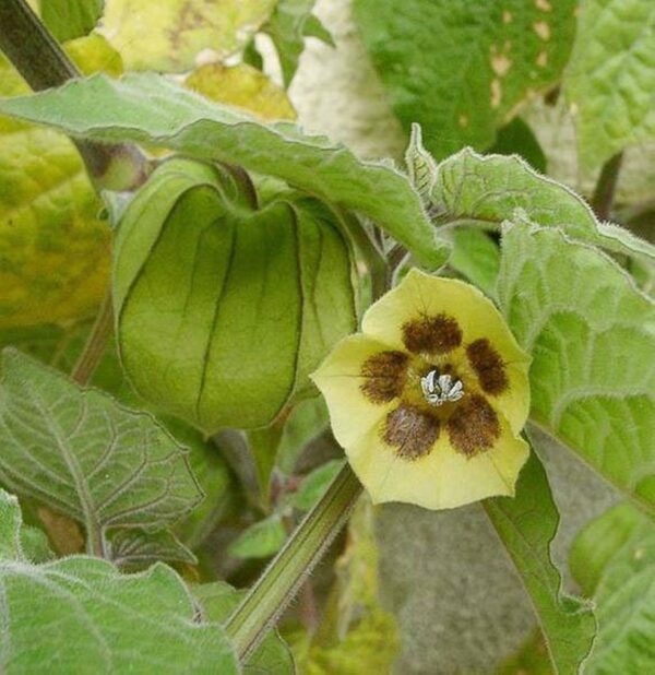 Physalis peruviana 'Colombia Select' - Inca Berry - Image 4