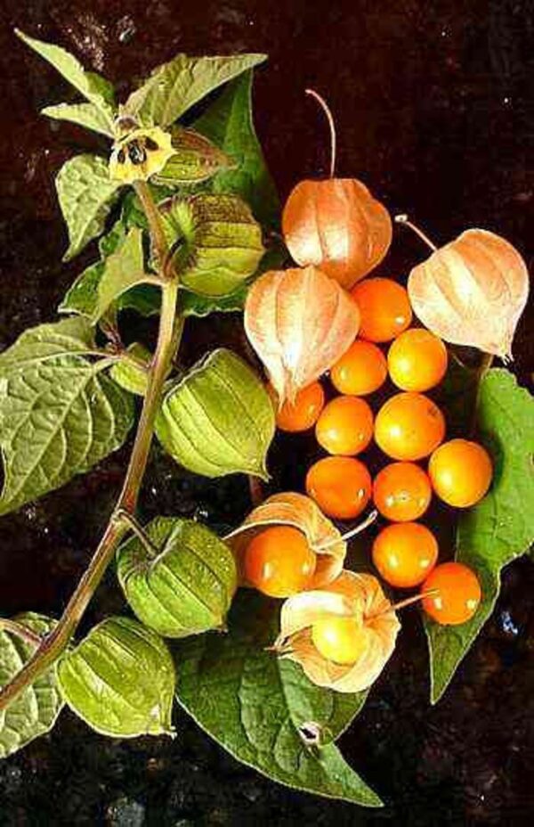 Physalis peruviana 'Colombia Select' - Inca Berry - Image 5