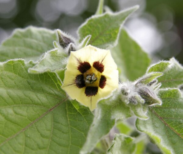 Physalis peruviana 'Colombia Select' - Inca Berry - Image 6