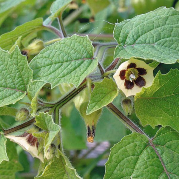 Physalis peruviana 'Colombia Select' - Inca Berry - Image 7