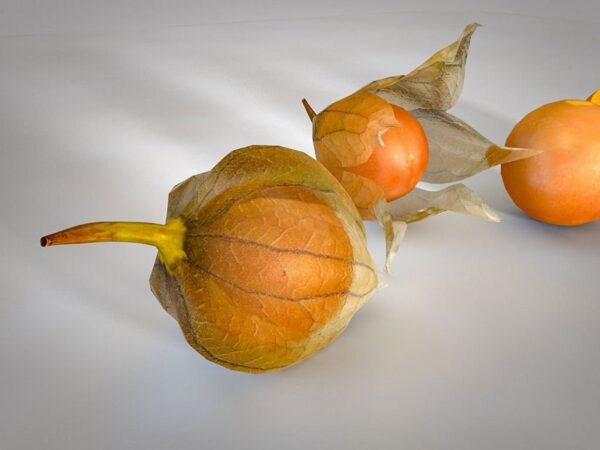 Physalis peruviana 'Colombia Select' - Inca Berry - Image 8