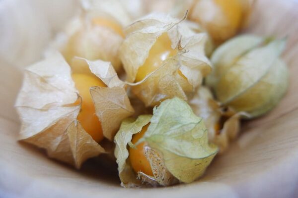 Physalis peruviana 'Colombia Select' - Inca Berry - Image 9