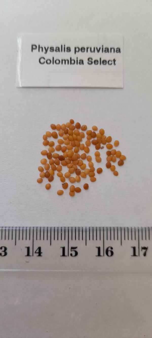 Physalis peruviana 'Colombia Select' - Inca Berry - Image 10