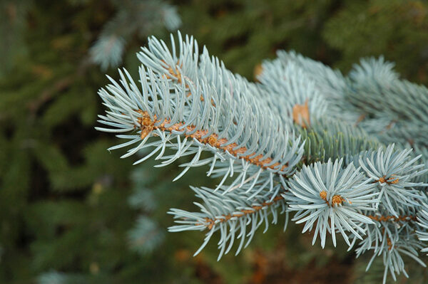 Picea pungens - Colorado Blue Spruce - Image 2